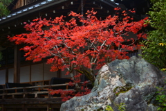 松尾大社参集殿の紅葉