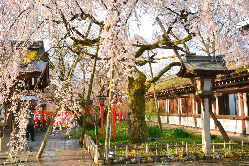 平野神社の枝垂桜１