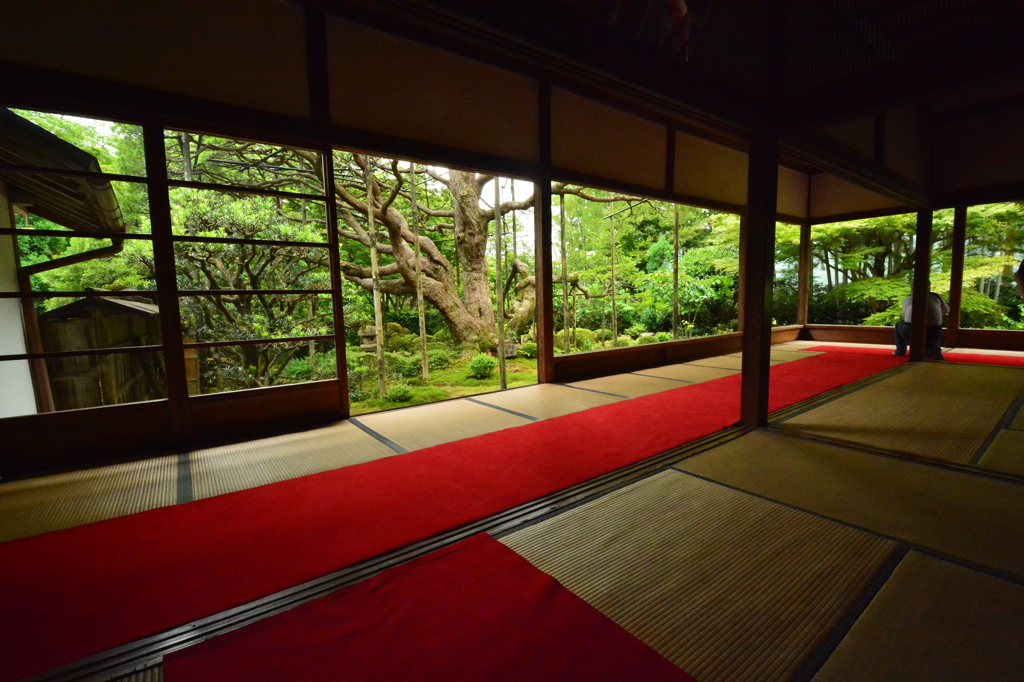 宝泉院・五葉の松１