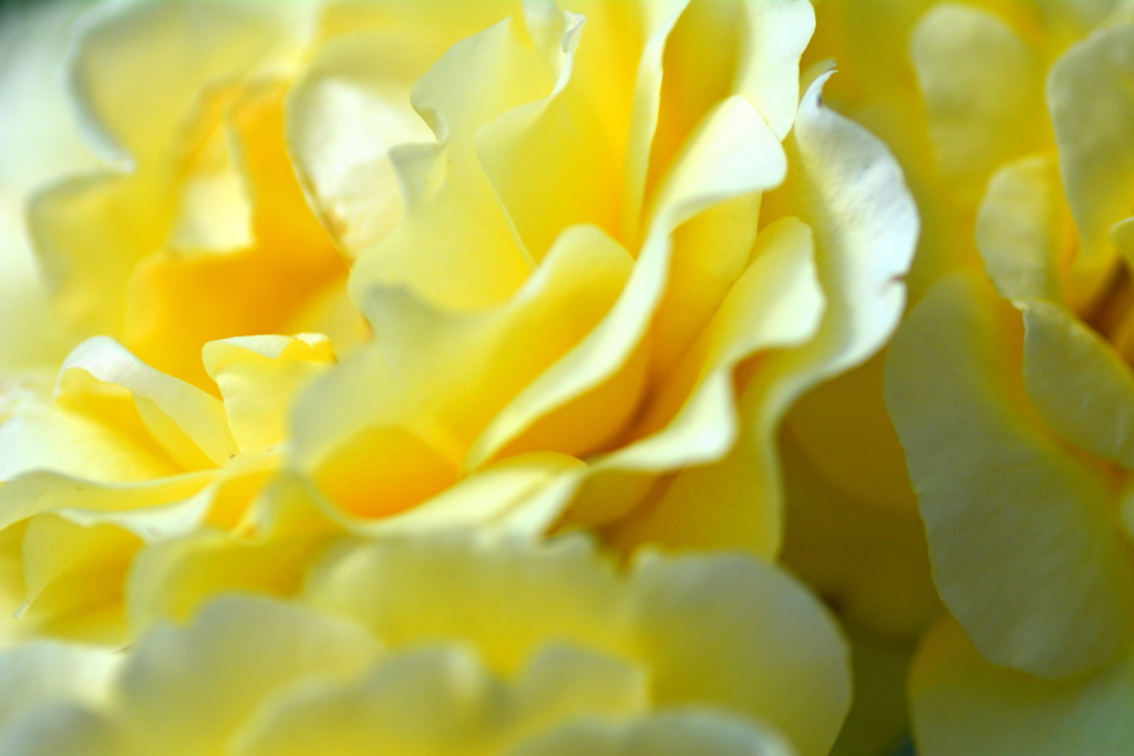 薔薇の季節の終焉