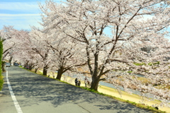 鴨川東岸の桜並木