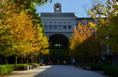 京都大学・北棟　秋