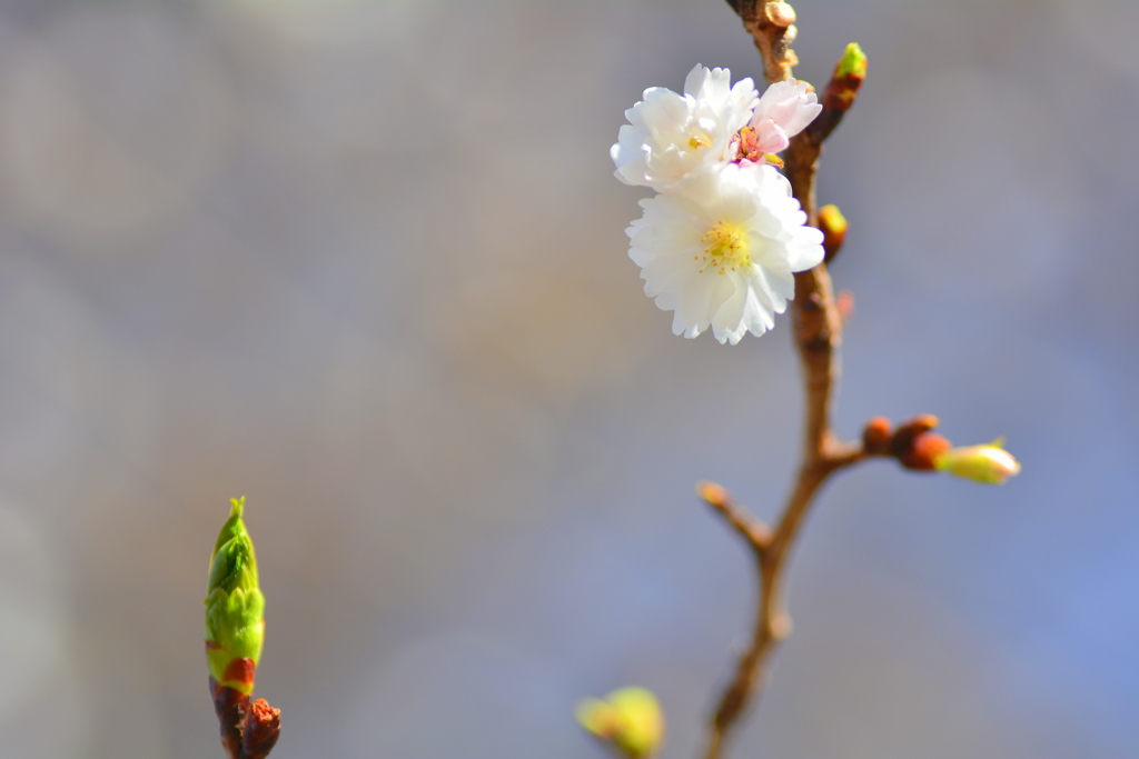 平野神社・早咲きの桜