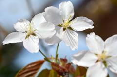 高原の大山桜