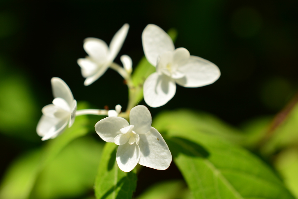 梅宮大社の山紫陽花３