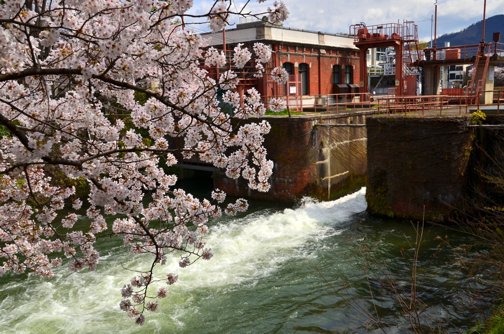 夷川ダムの桜