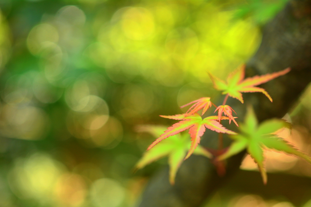 西院野々宮神社の青紅葉６