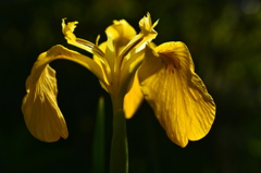 輝く黄色い花