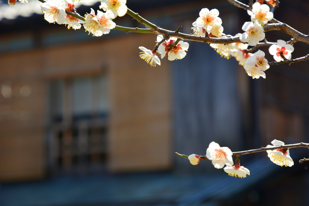 祇園白川の白梅