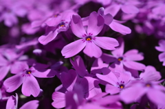 芝桜・紫