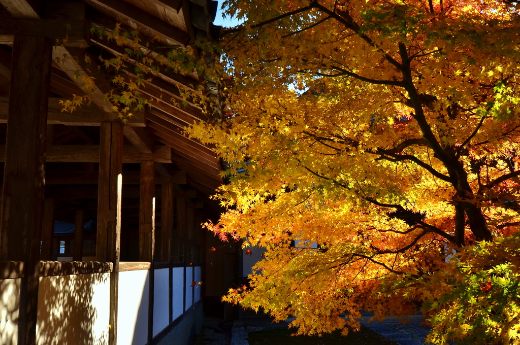 永源寺渡り廊下の紅葉