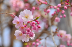 壬生寺・紅八重枝垂桜