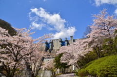 大町ダムの桜