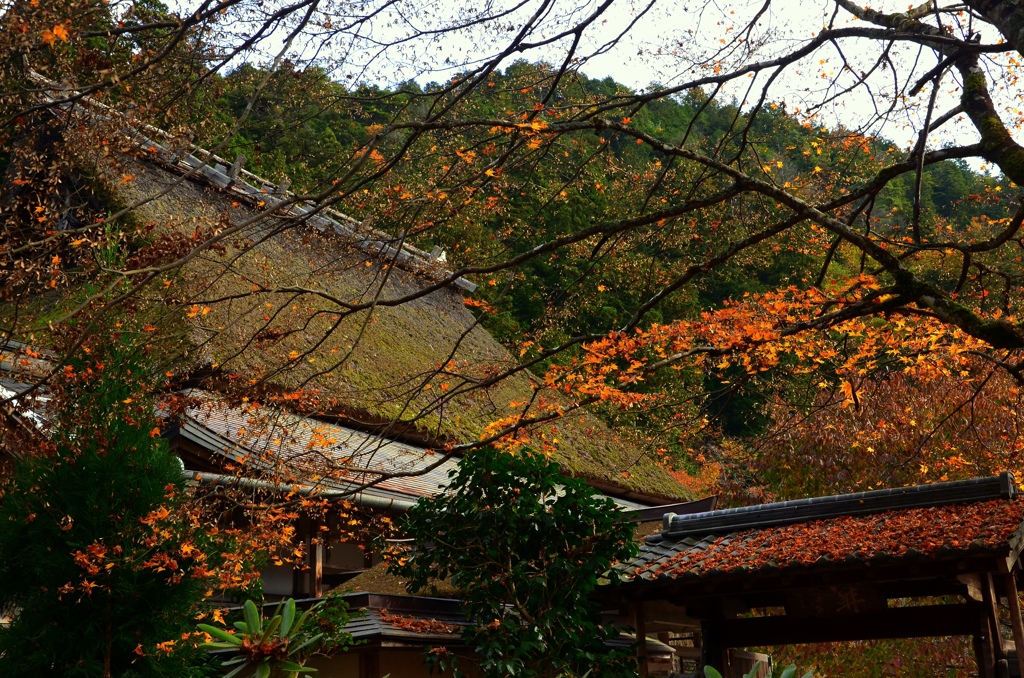 雨上がりの常照皇寺・晩秋