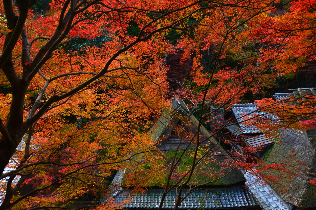 嵯峨鳥居本の秋４
