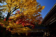 南禅寺・法堂　錦秋２