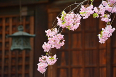 車折神社の桜５