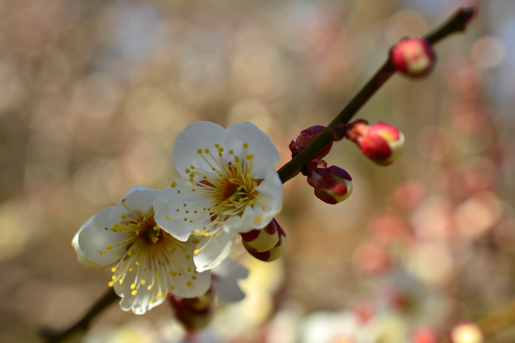 京都御苑の白梅１
