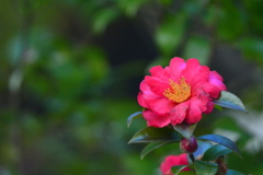 梨木神社の山茶花