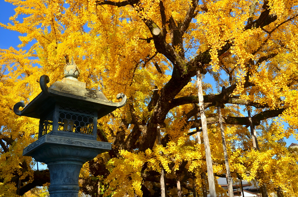 西本願寺の大銀杏２