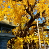 西本願寺の大銀杏２