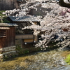 祇園白川の桜１
