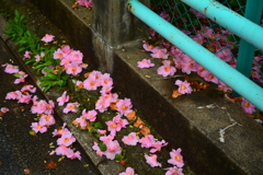 春の嵐のあと