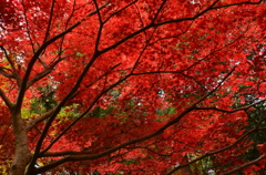 るり渓の紅葉