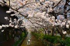 木屋町・高辻橋の桜