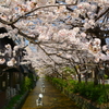 木屋町・高辻橋の桜