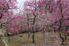 城南宮神苑の梅１