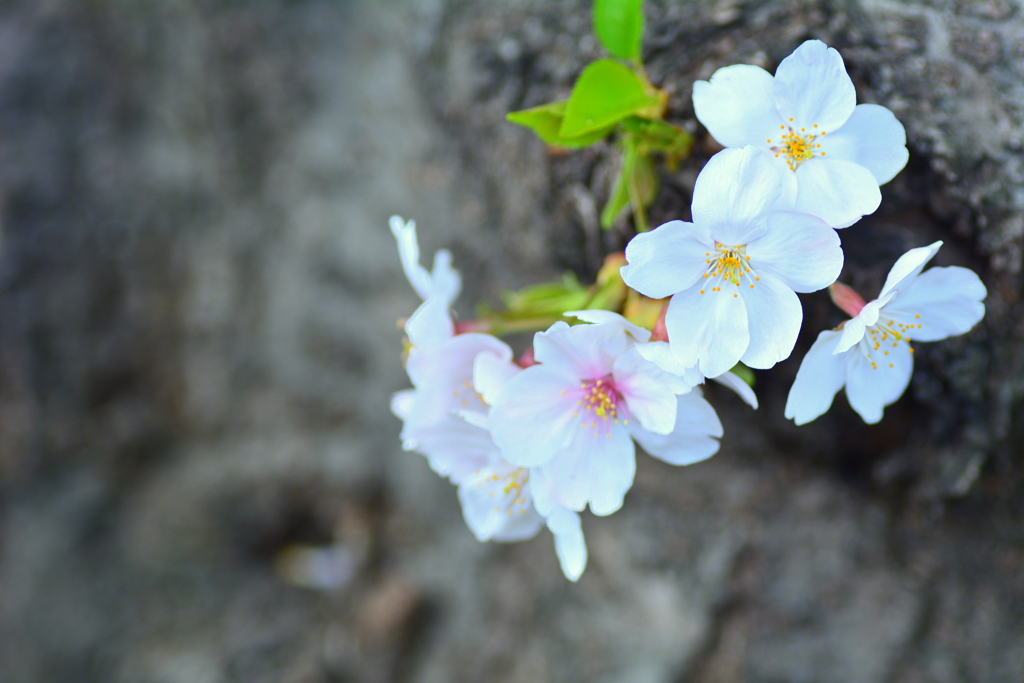 胴咲き桜