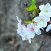 胴咲き桜