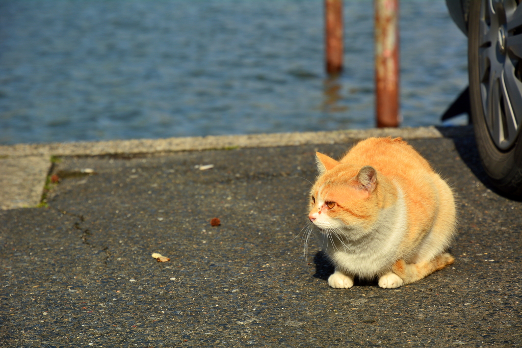 雄琴港の猫ちゃん