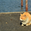 雄琴港の猫ちゃん
