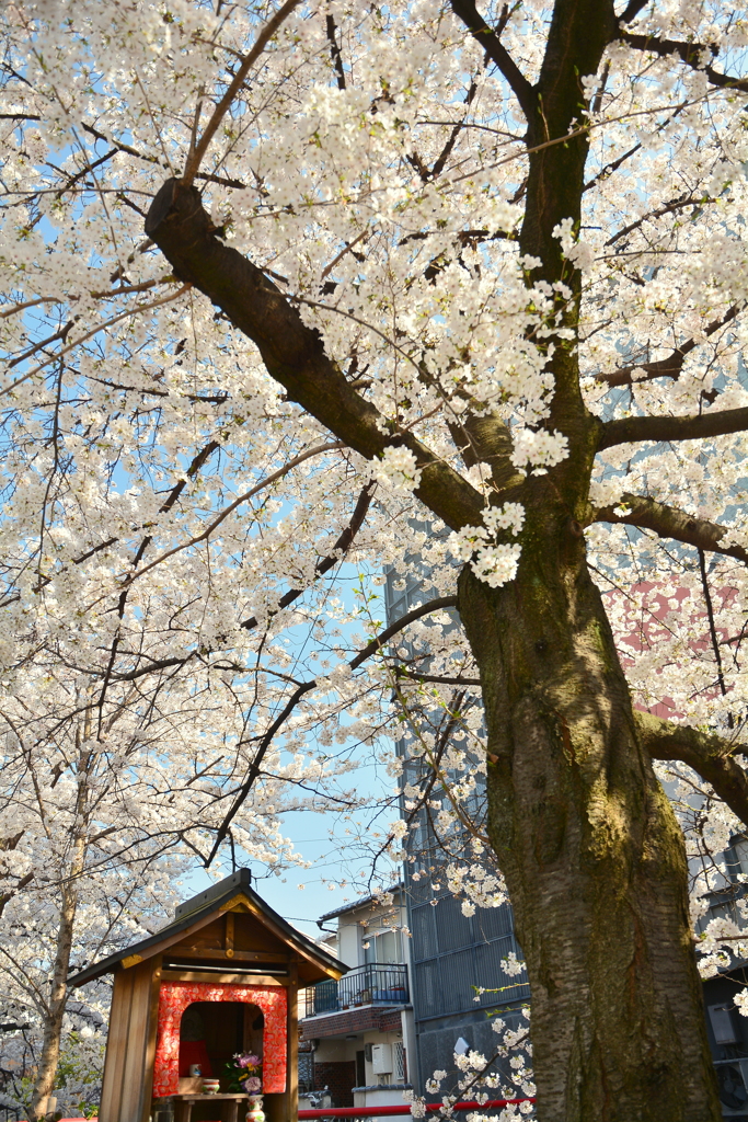 なすありの径の桜
