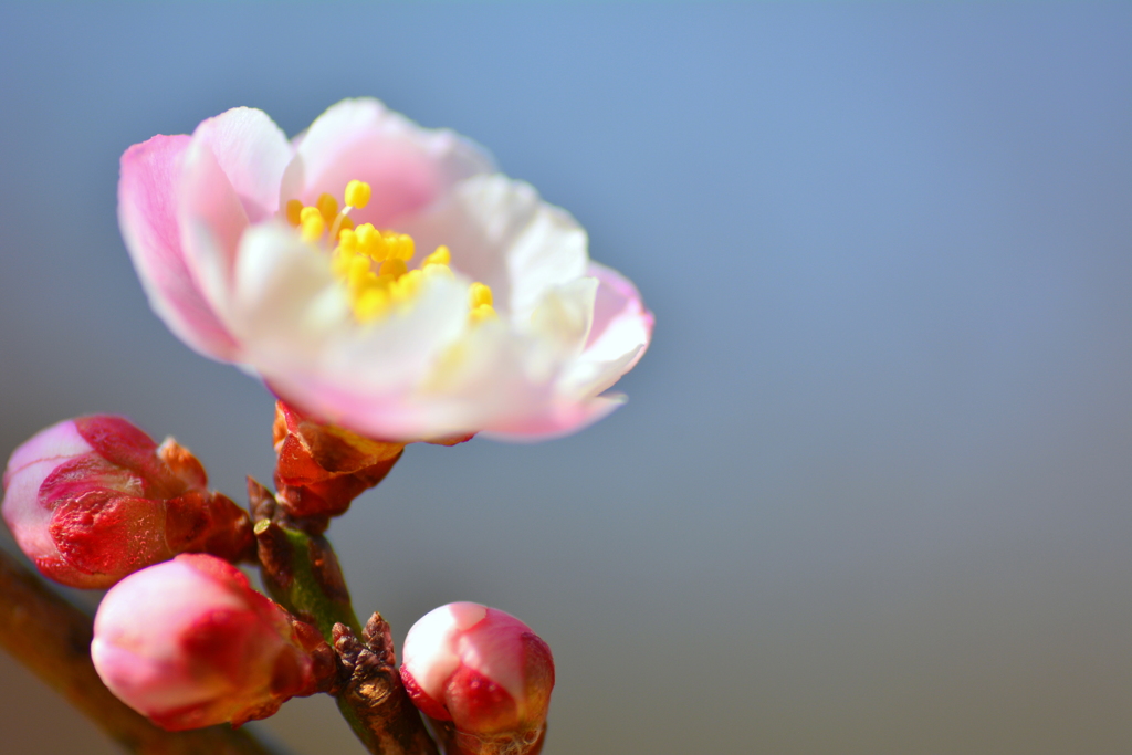 京都府立植物園の源平梅