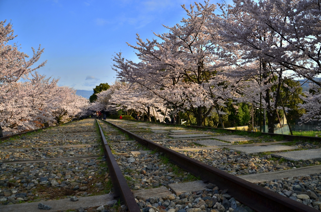 蹴上インクラインの桜２