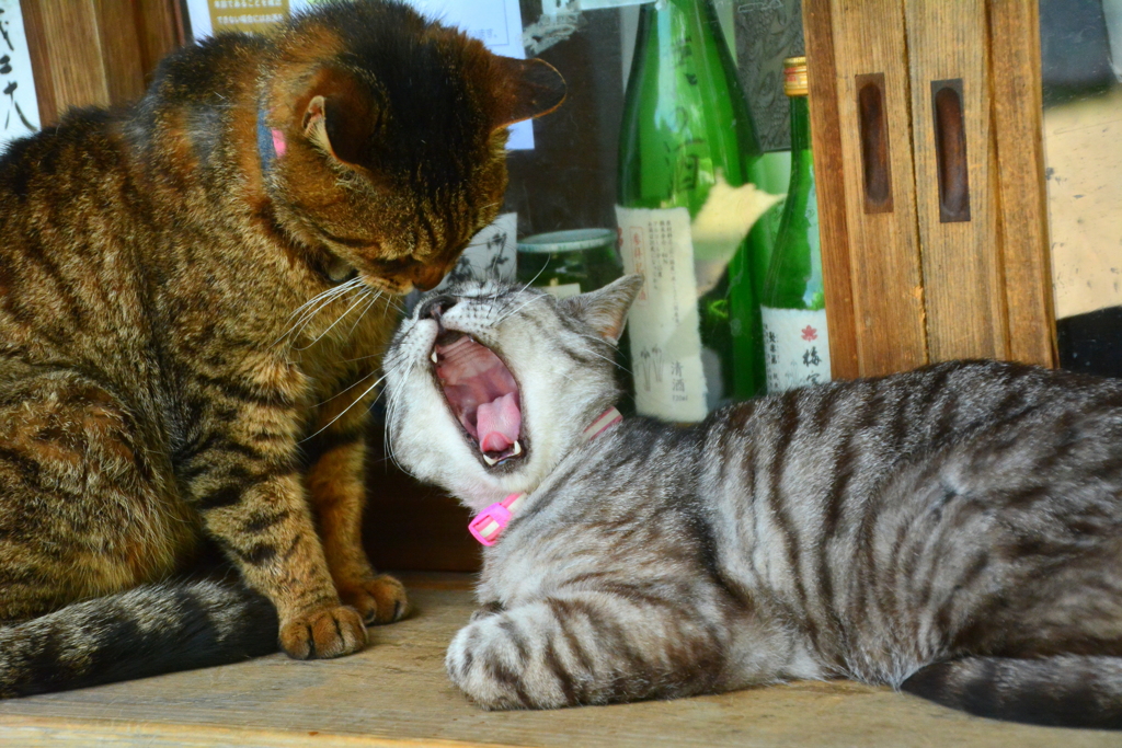 退屈っす