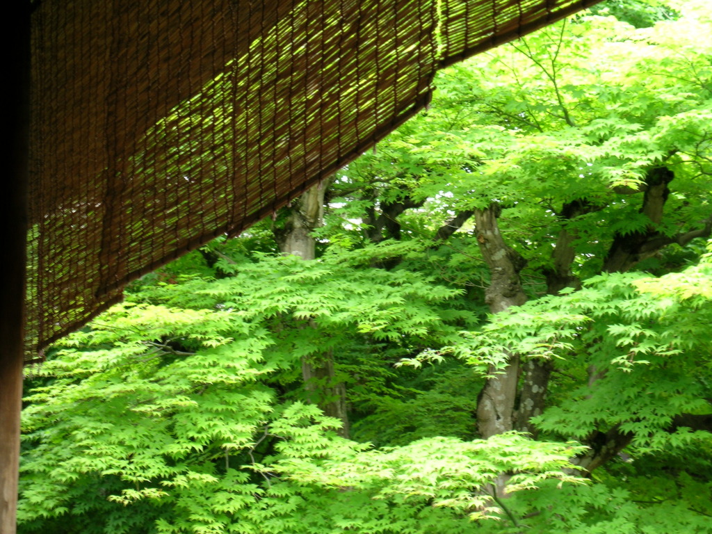 高山陣屋の楓