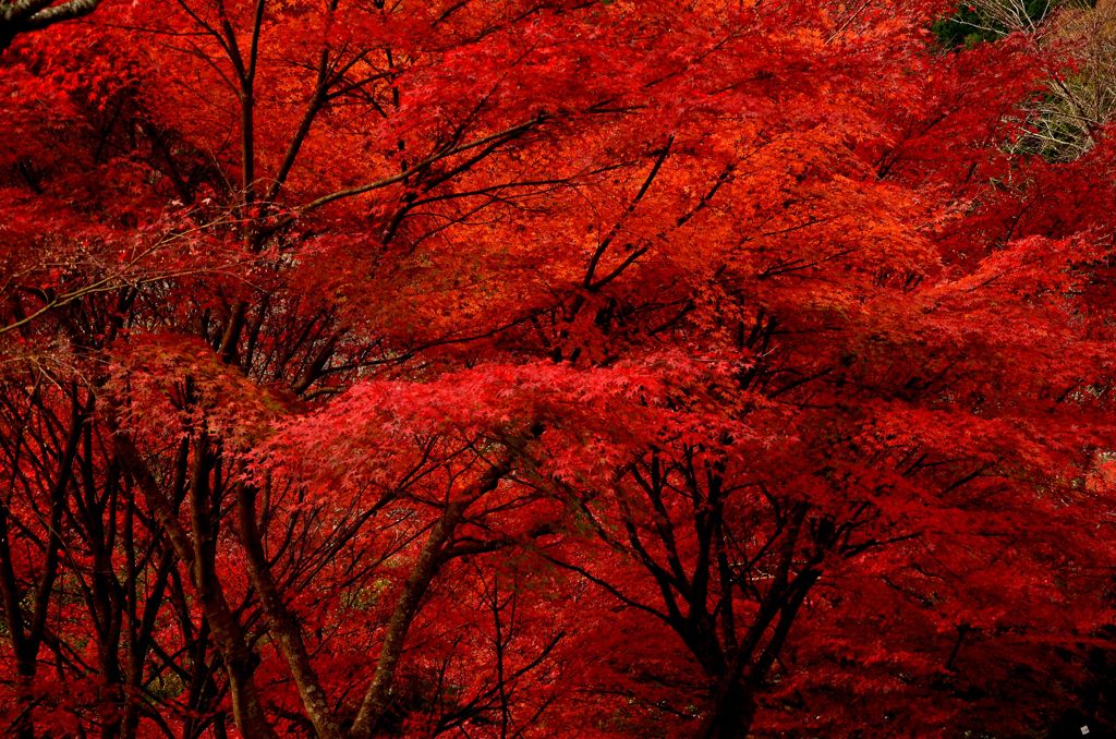 紅の洪水