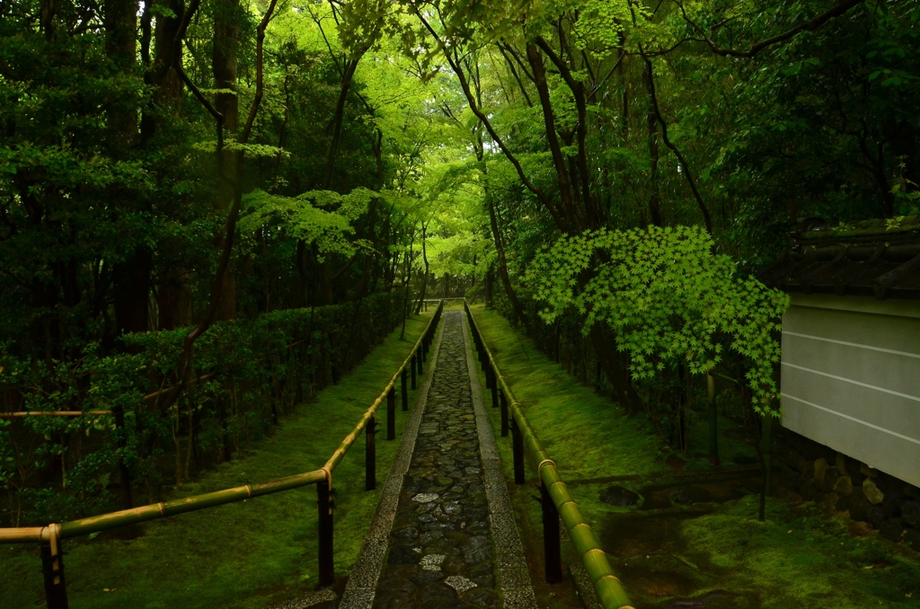 高桐院参道・雨２