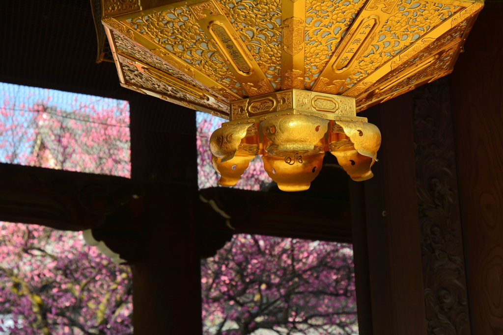 興正寺山門の紅梅