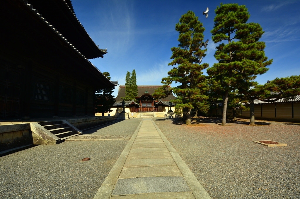 妙心寺大方丈を望む