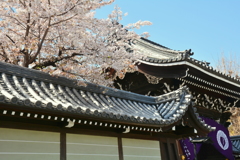 佛光寺山門の桜３