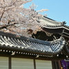 佛光寺山門の桜３