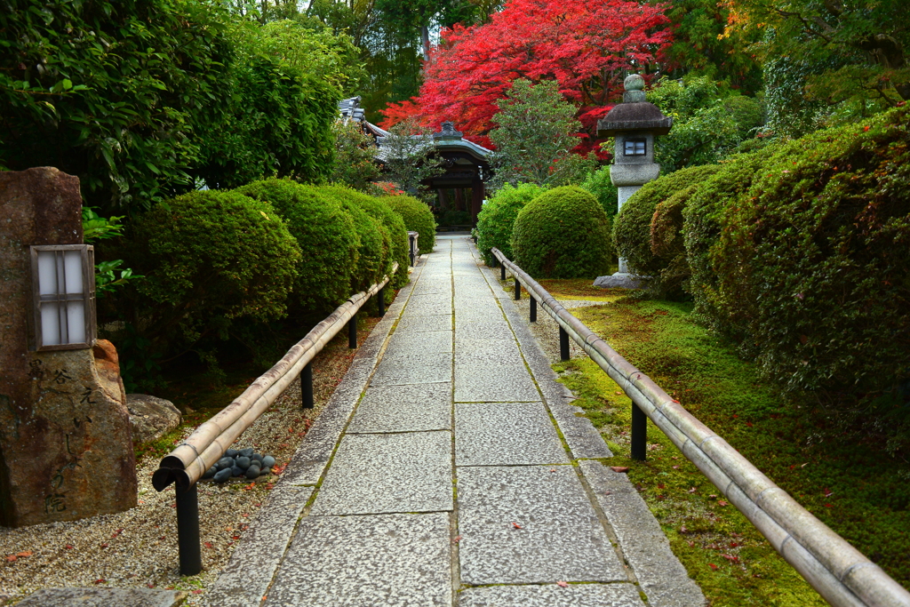 栄摂院参道の紅葉２