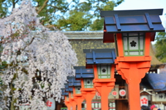 平野神社・灯篭と桜１