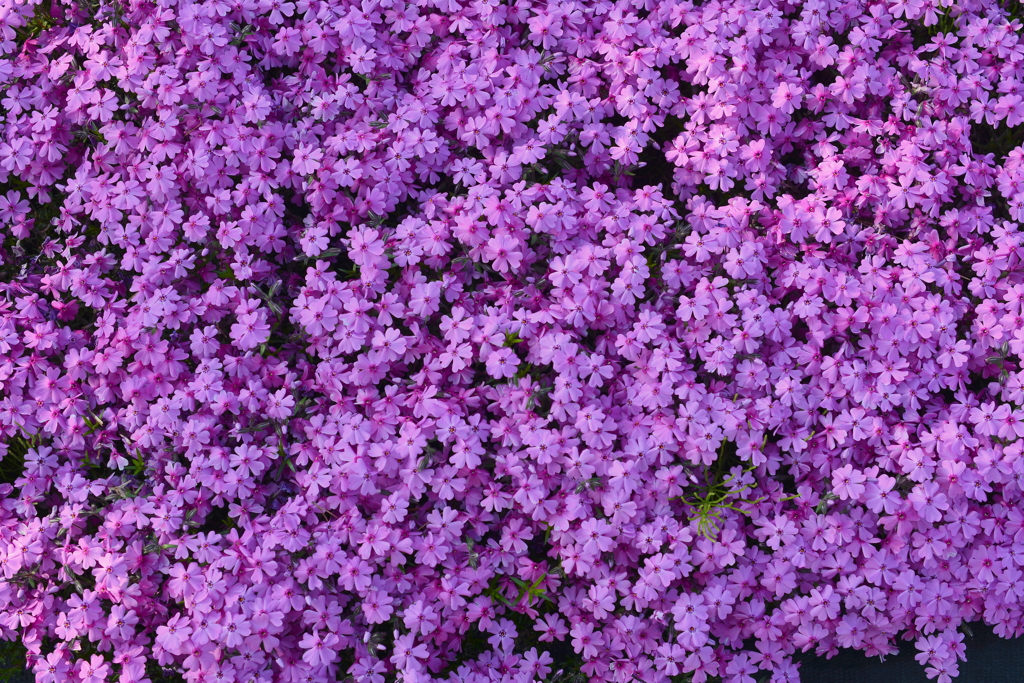 夕方の芝桜
