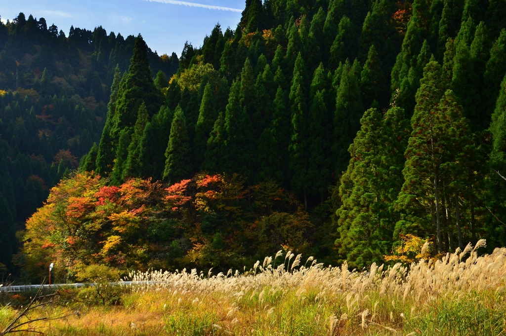 杉林の紅葉